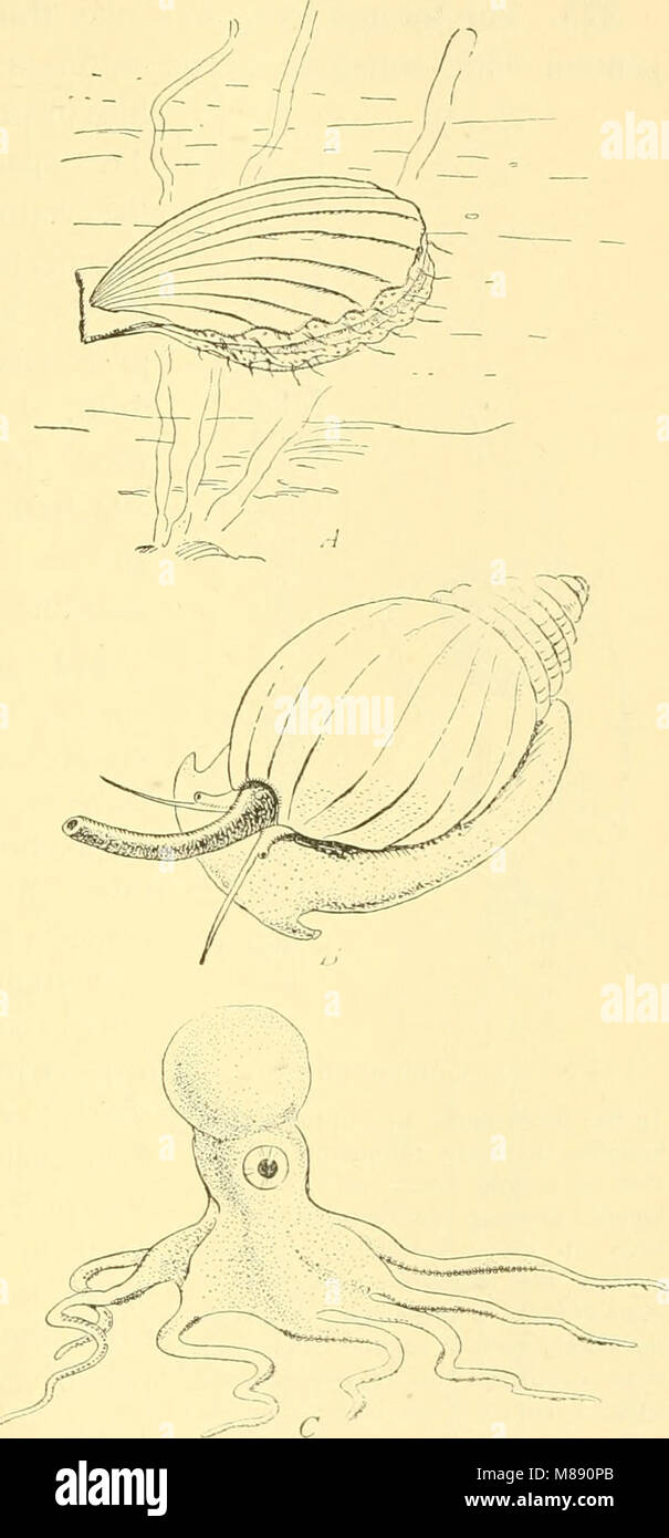 Elementare Biologie; eine Einführung in die Wissenschaft des Lebens (1924) (21026575410) Stockfoto