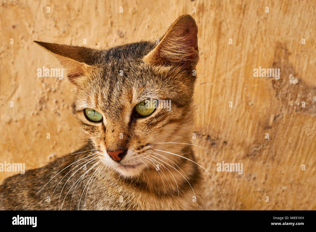 Kenia, Lamu Island, Lamu Stadt, Unesco Weltkulturerbe, Straße Katzen Stockfoto