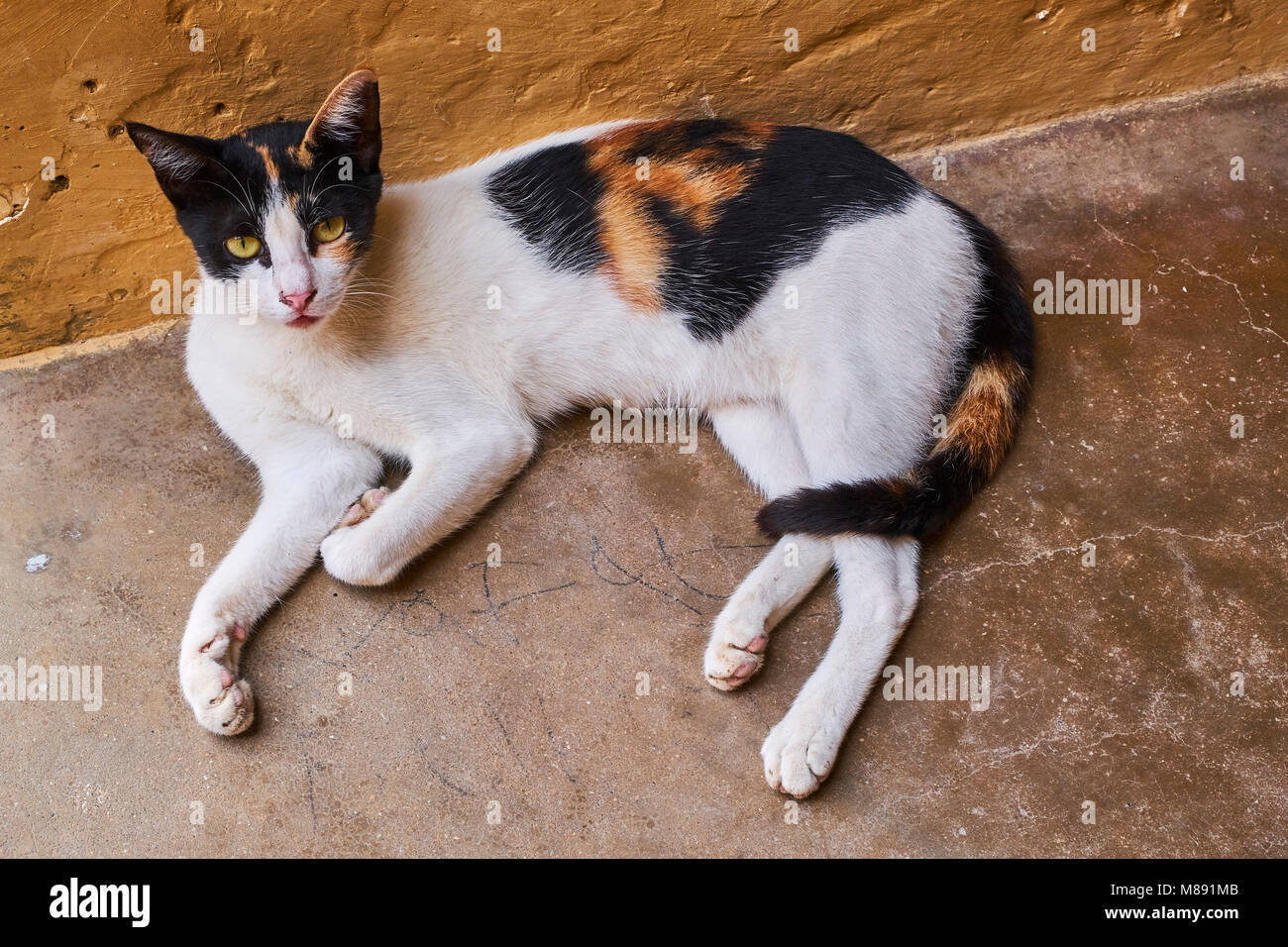 Kenia, Lamu Island, Lamu Stadt, Unesco Weltkulturerbe, Straße Katzen Stockfoto