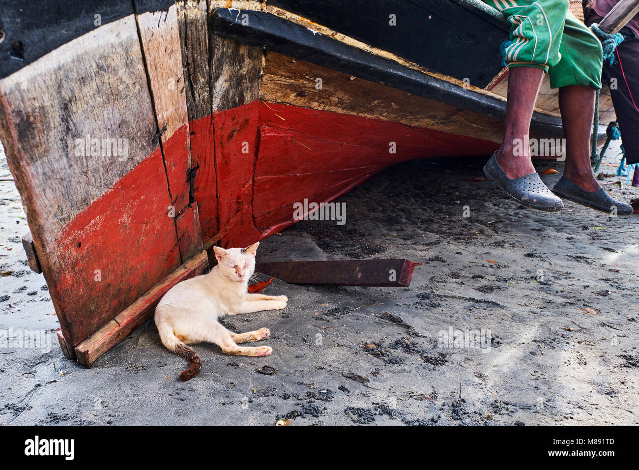 Kenia, Lamu Island, Lamu Stadt, Unesco Weltkulturerbe, Straße Katzen Stockfoto