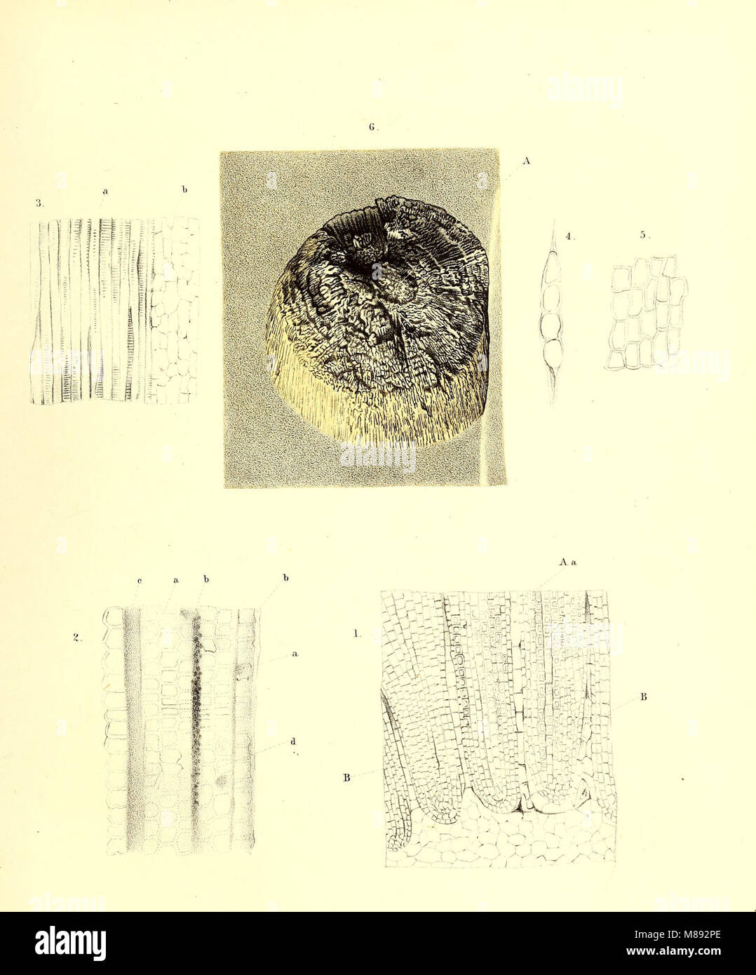 Fossile Flora der Permischen Bildung (1864) (20729526649) Stockfoto