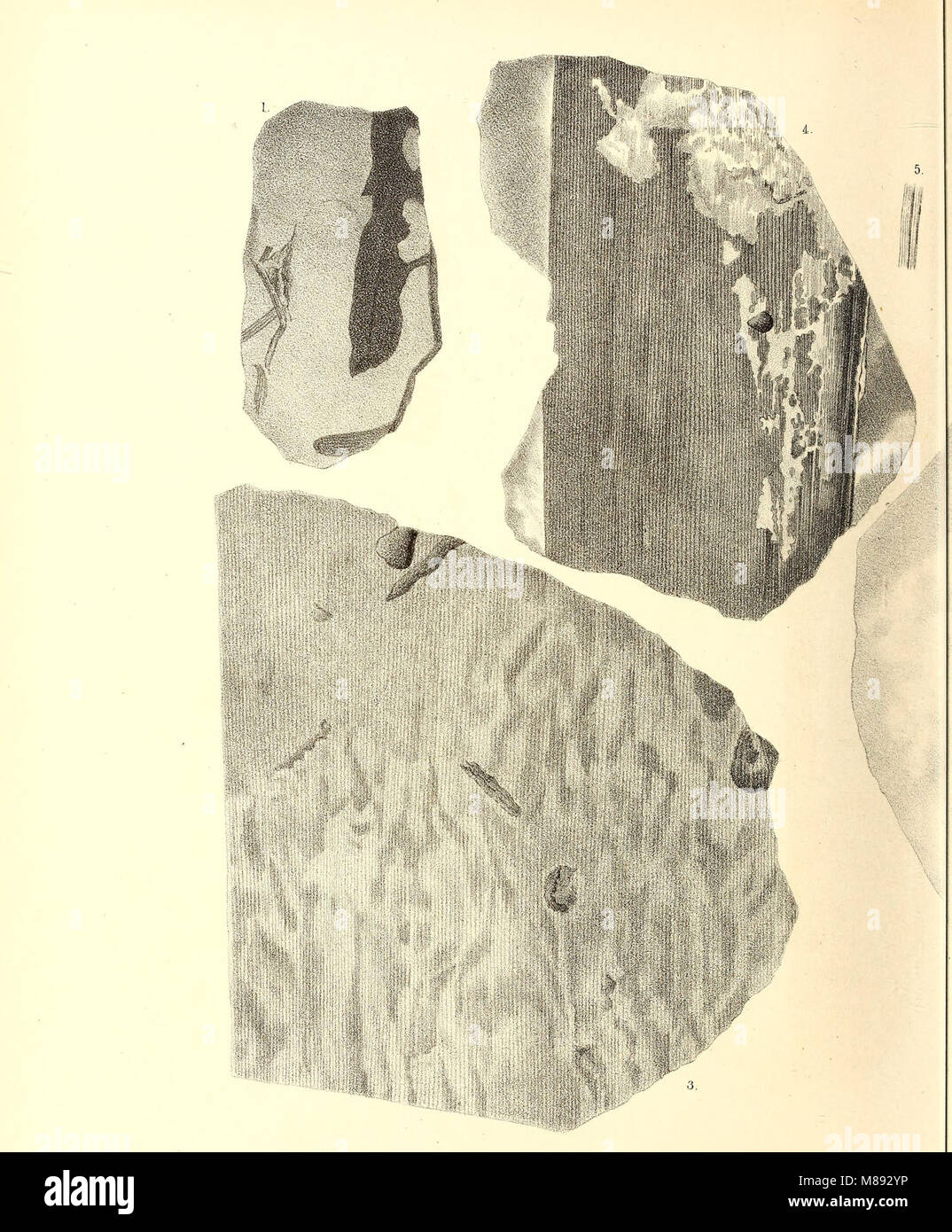 Fossile Flora der Permischen Bildung (1864) (20889995986) Stockfoto