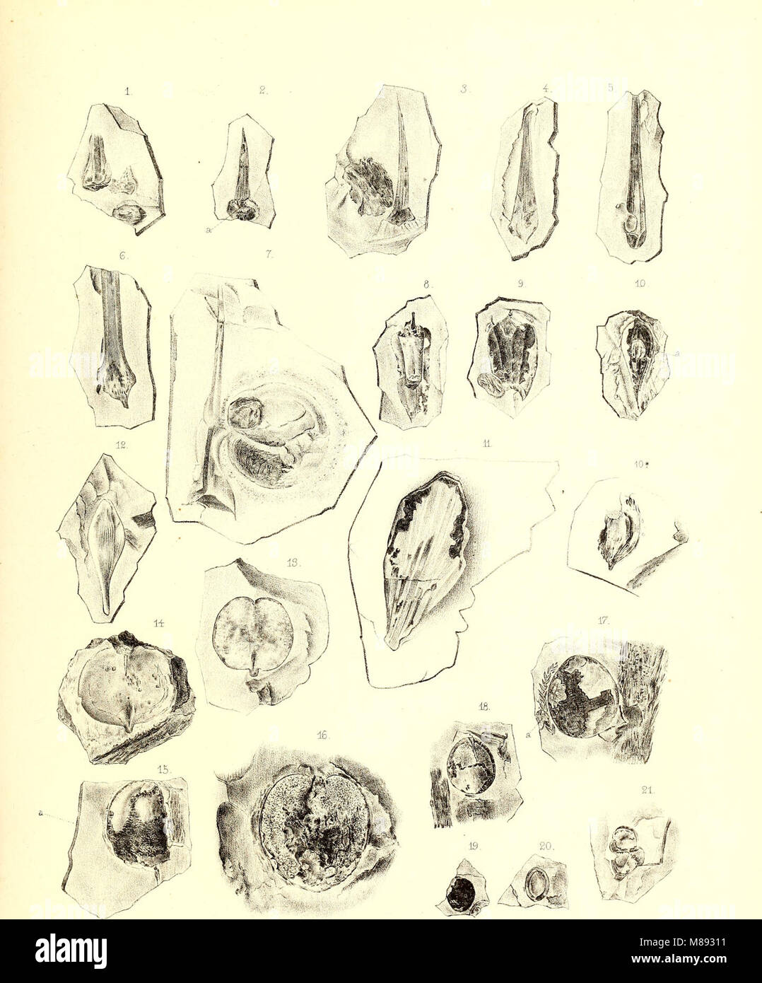 Fossile Flora der Permischen Bildung (1864) (20890011476) Stockfoto