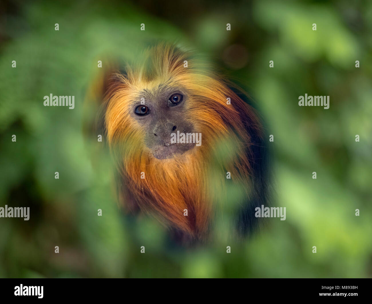 Golden-headed lion tamarin Leontopithecus chrysomelas Stockfoto Golden-headed lion tamarin Leontopithecus chrysomelas Stockfoto
