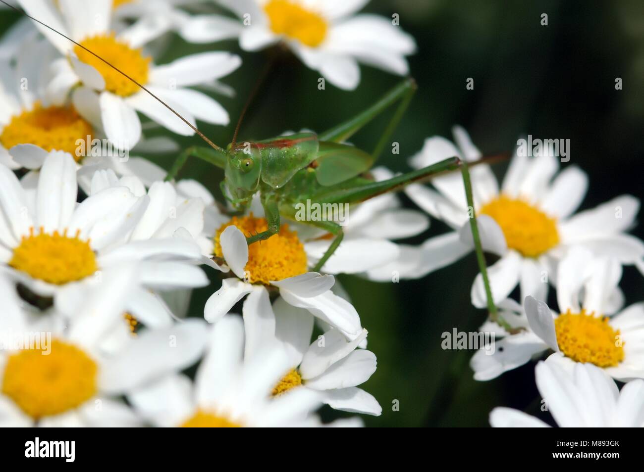 Grüne Heuschrecke auf weißen Gänseblümchen, close-up Stockfoto
