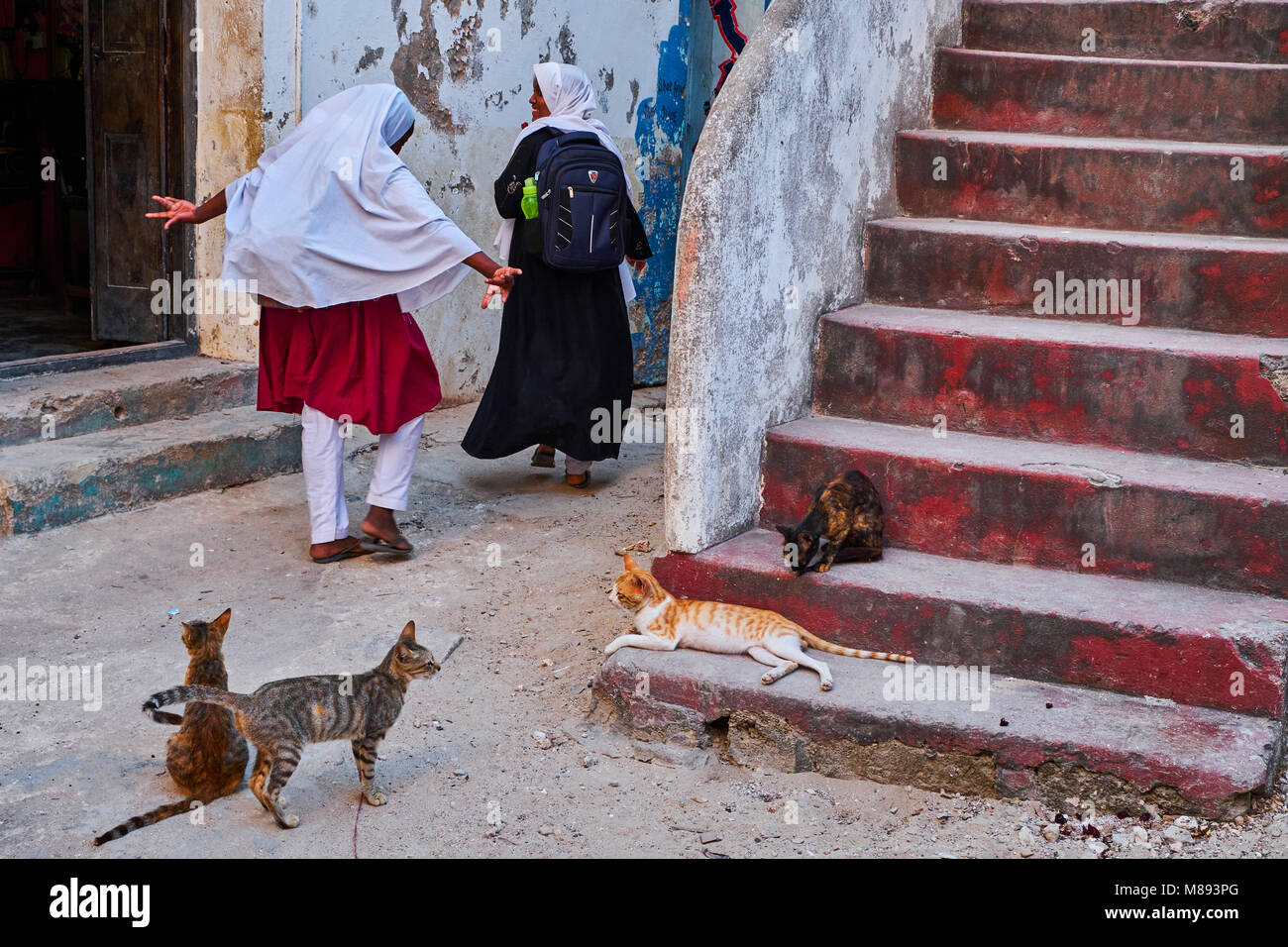 Kenia, Lamu Island, Lamu Stadt, Unesco Weltkulturerbe, Straße Katzen Stockfoto