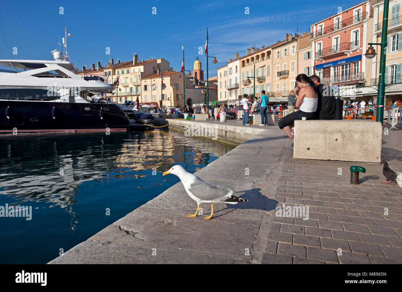 Yellow-legged Gull (Larus cachinnans) an der Promenade flanieren, Hafen von Saint Tropez, Côte d'Azur, Südfrankreich, Cote d'Azur, Frankreich, Europa Stockfoto