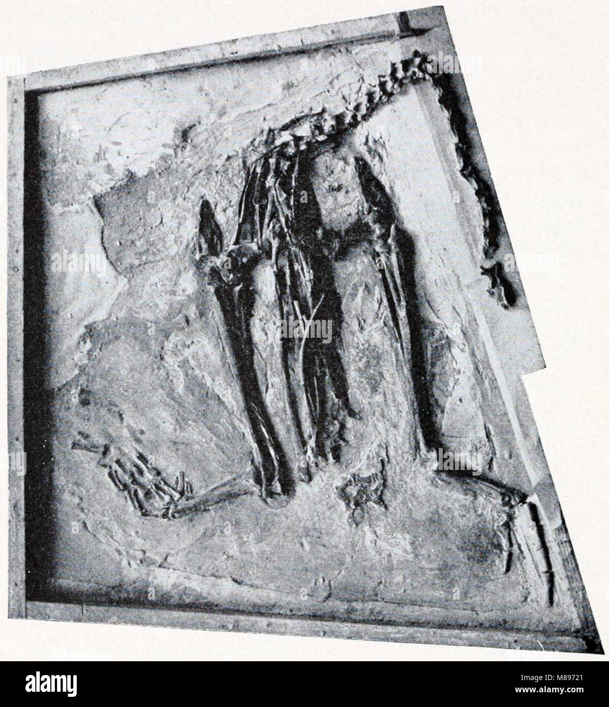 Hesperornis regalis fossilen Stockfoto