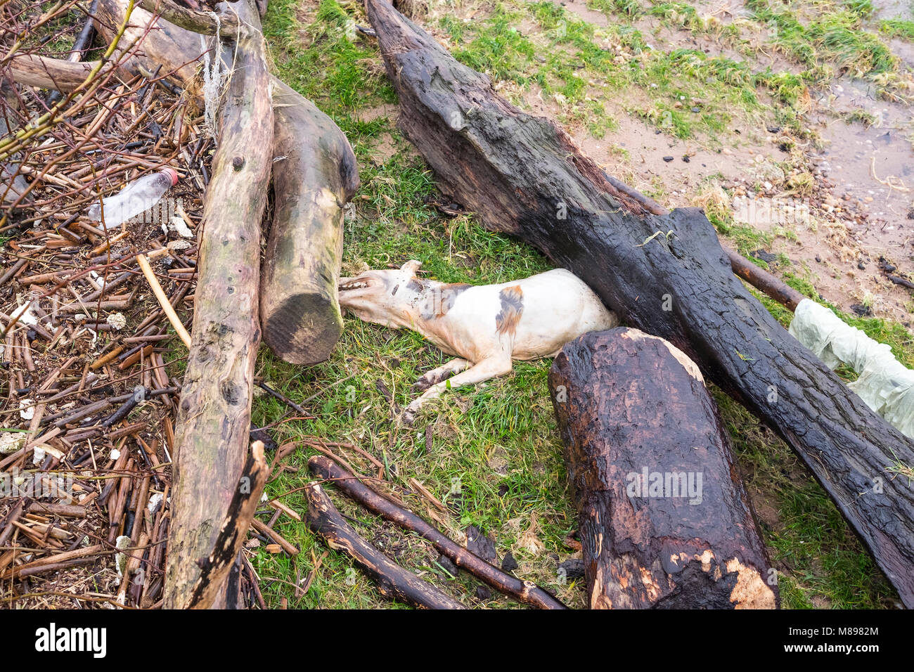 Kleine ertrunken Hund unter Flutlicht Schmutz in das Stockfoto