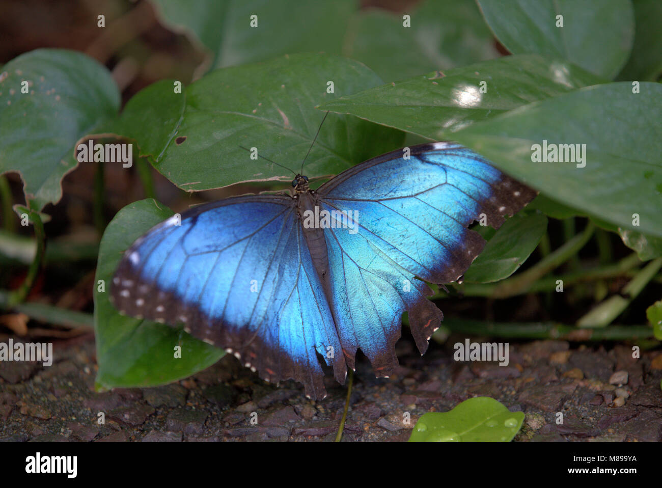 Blue Morpho Schmetterling Stockfoto