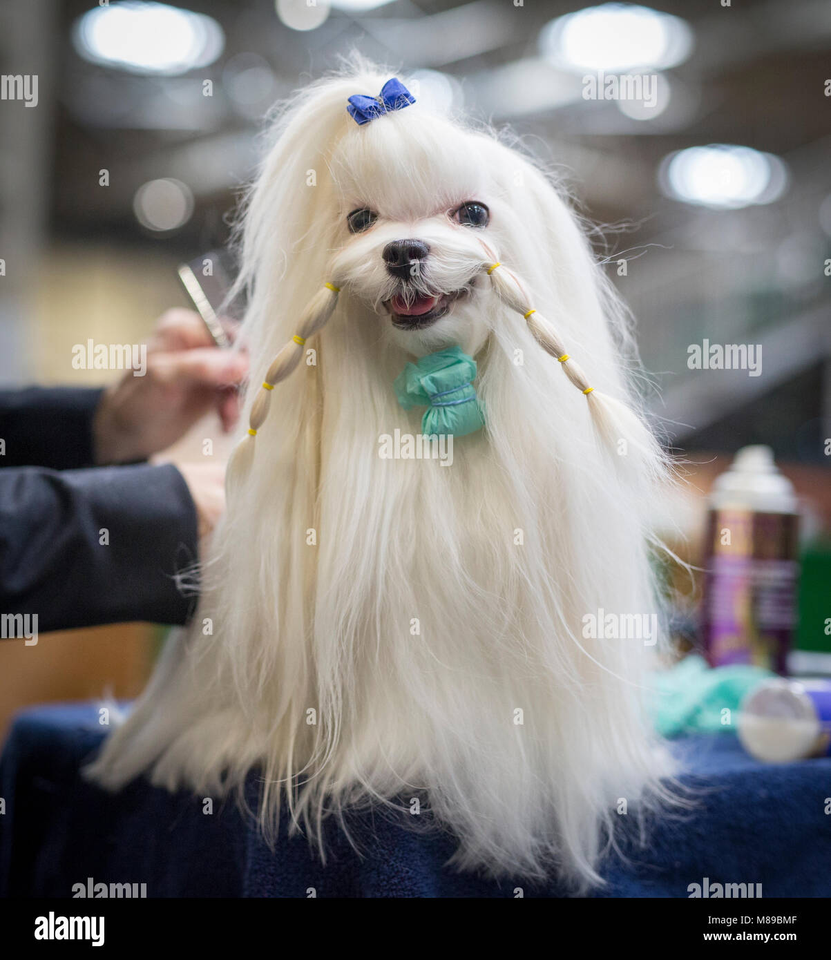 Ein Maltesischer, präparierte bereit für die Beurteilung auf der Crufts Dog show Stockfoto