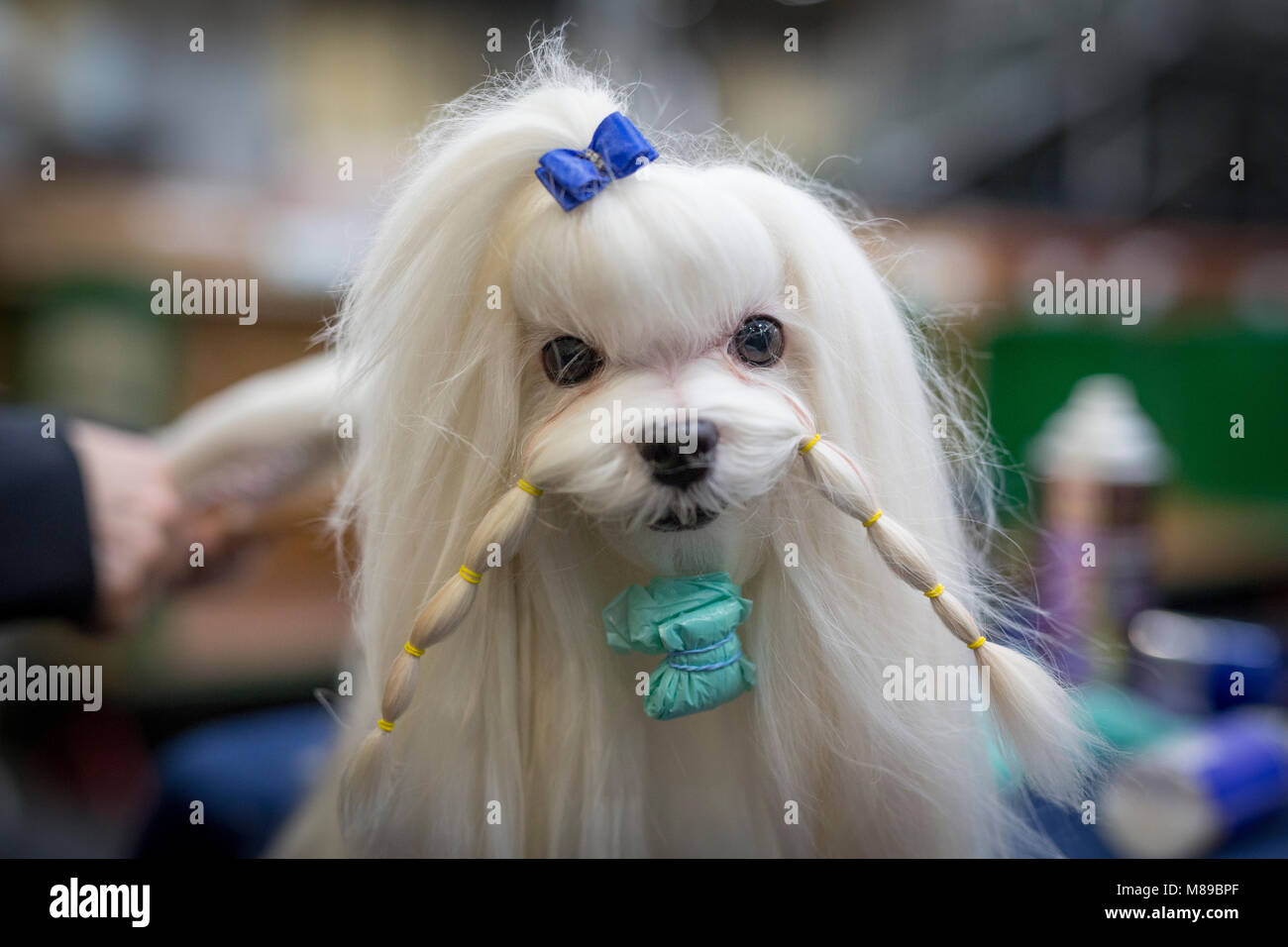 Ein Maltesischer, präparierte bereit für die Beurteilung auf der Crufts Dog show Stockfoto