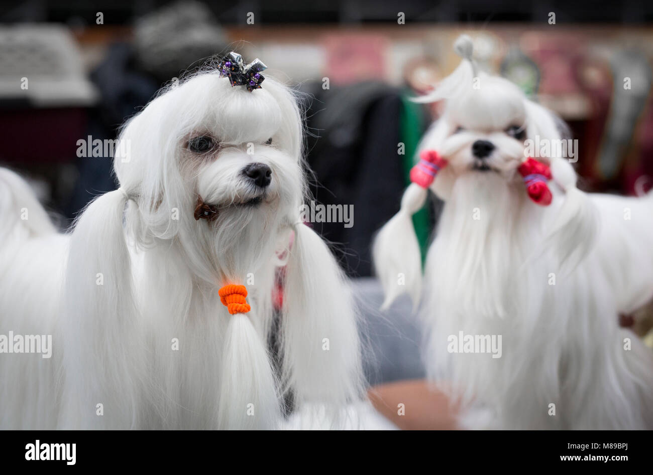 Zwei Malteser Hunde auf der Crufts Dog Show in Großbritannien Stockfoto