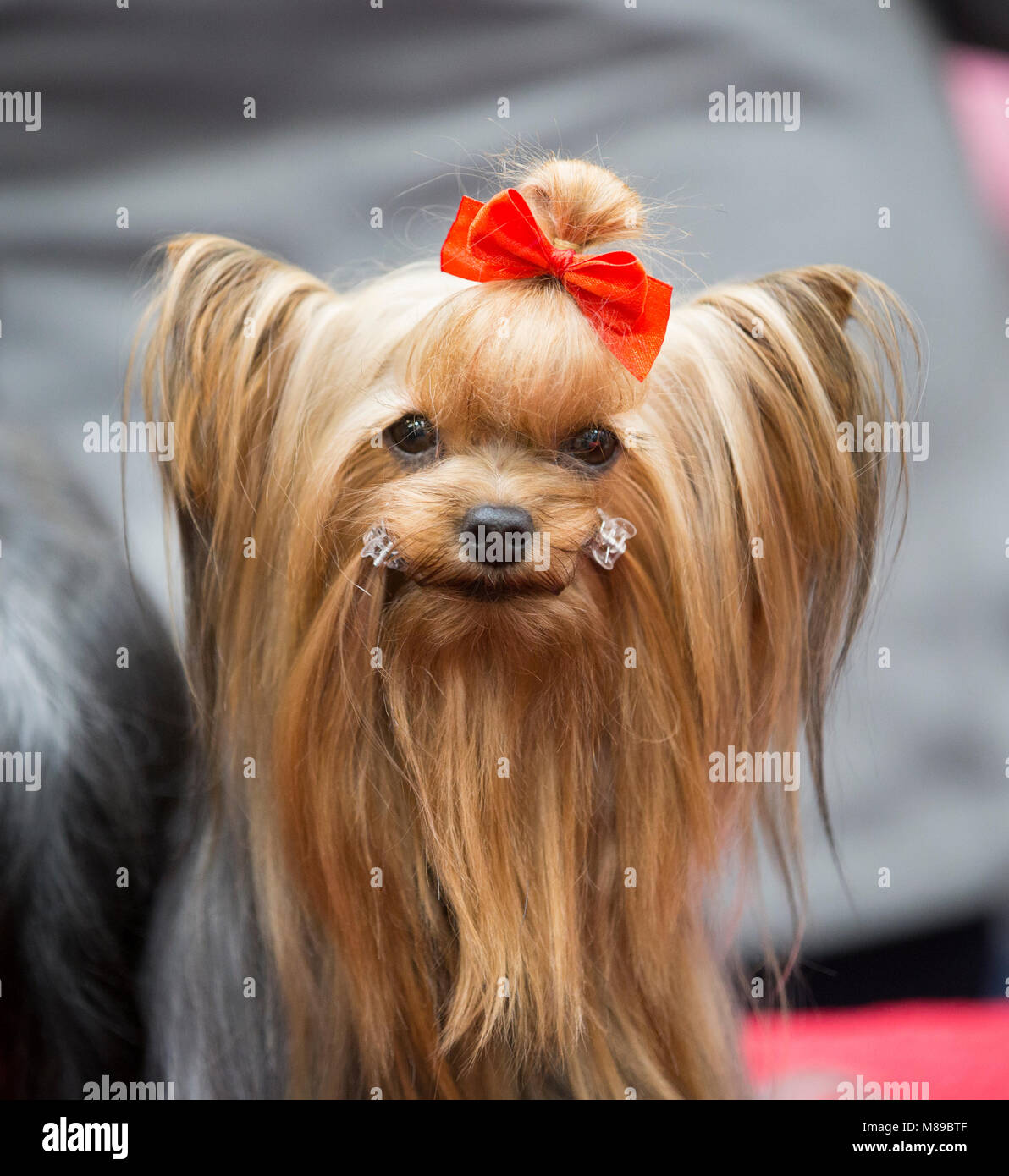 Ein Yorkshire Terrier gepflegt und bereit auf der Crufts Dog show beurteilt werden Stockfoto