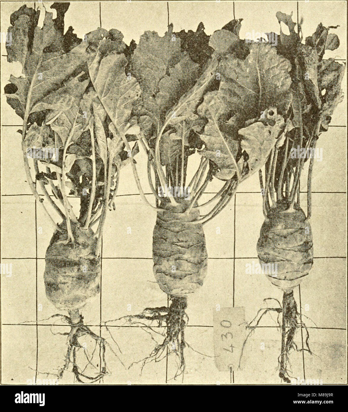 Futterpflanzen für Verschmutzungen, Silage, Heu und Weide (1907) (14783533415) Stockfoto