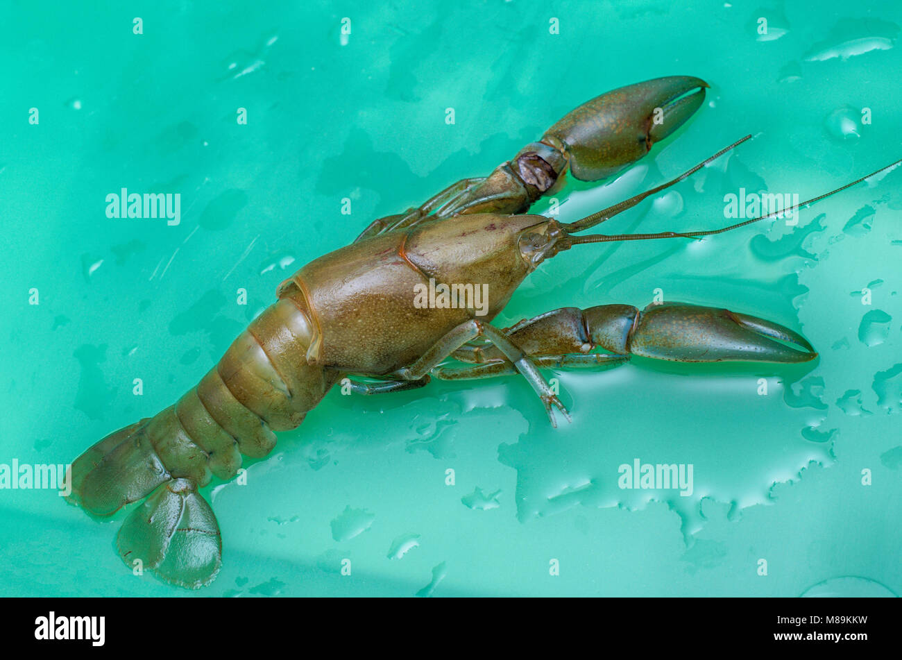 Australische yabby gehäutet seine Schale als Teil der Wachstumsperiode. Stockfoto