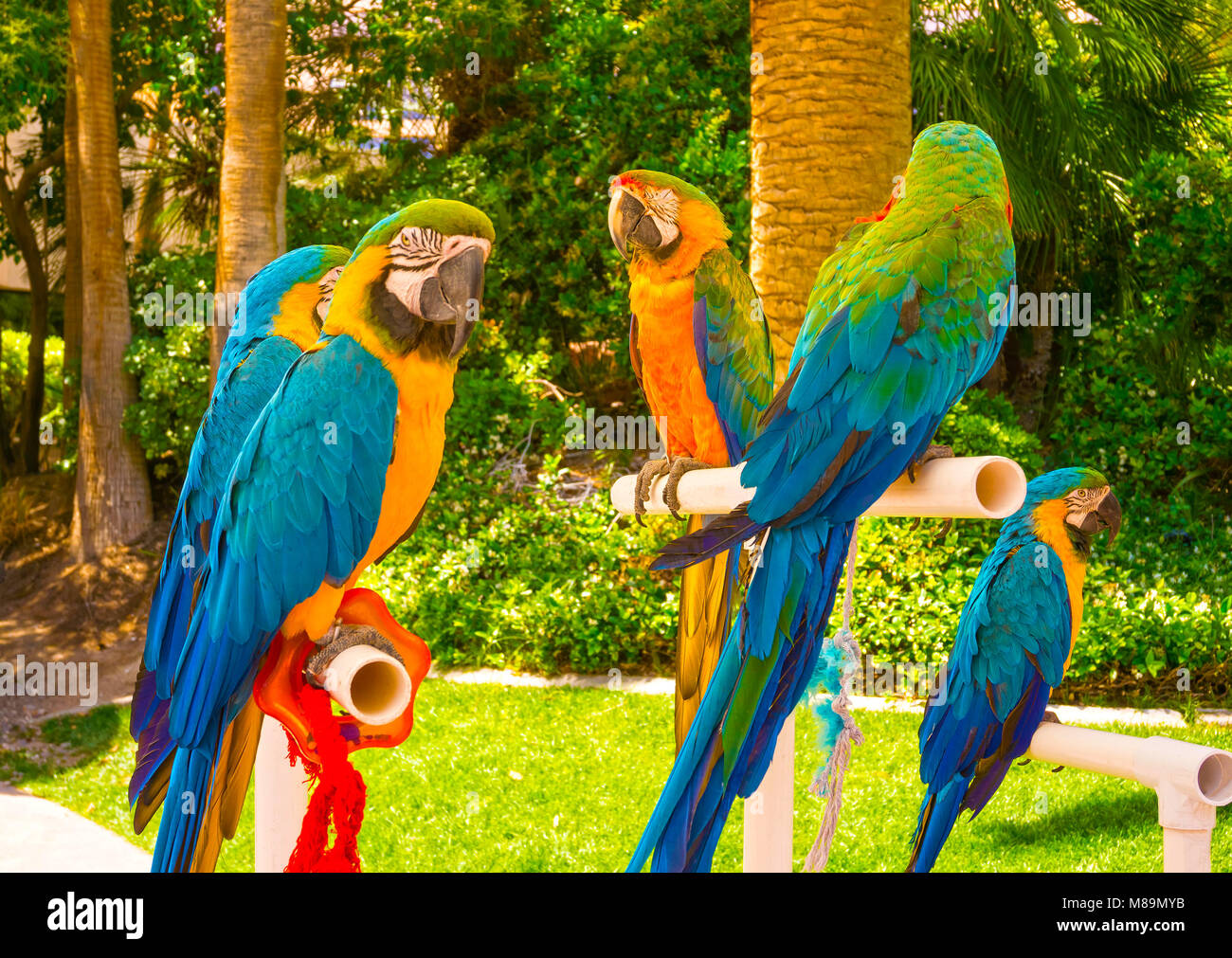 Bunte Papageien, Aras sitzen auf Barsch Stockfoto