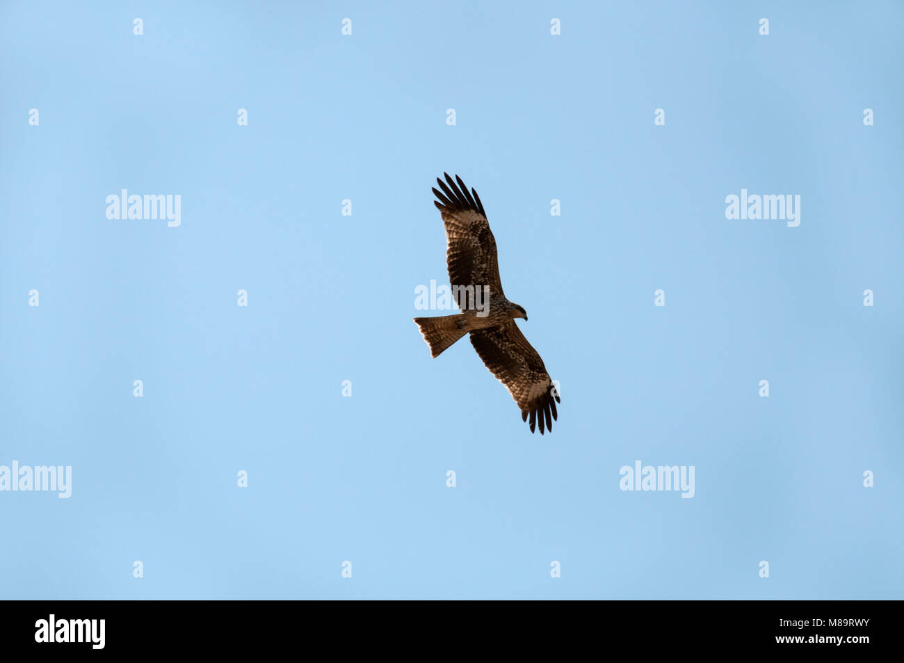 Raubvogel mit einem stark gebogenen Schnabel steigt mit offenen Flügeln in den blauen Himmel. Stockfoto