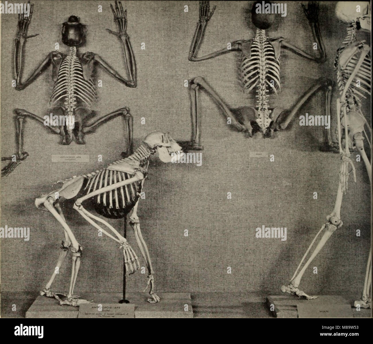 Allgemeine Anleitung zu den Ausstellungshallen des American Museum of Natural History (1911) (14593937447) Stockfoto