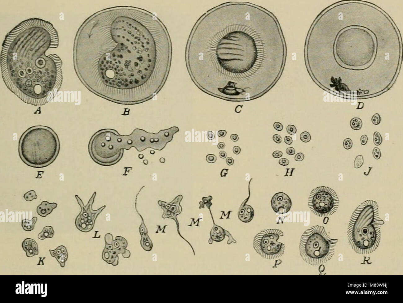 Allgemeine Physiologie; einen Überblick über die Wissenschaft des Lebens (1899) (14596394647) Stockfoto