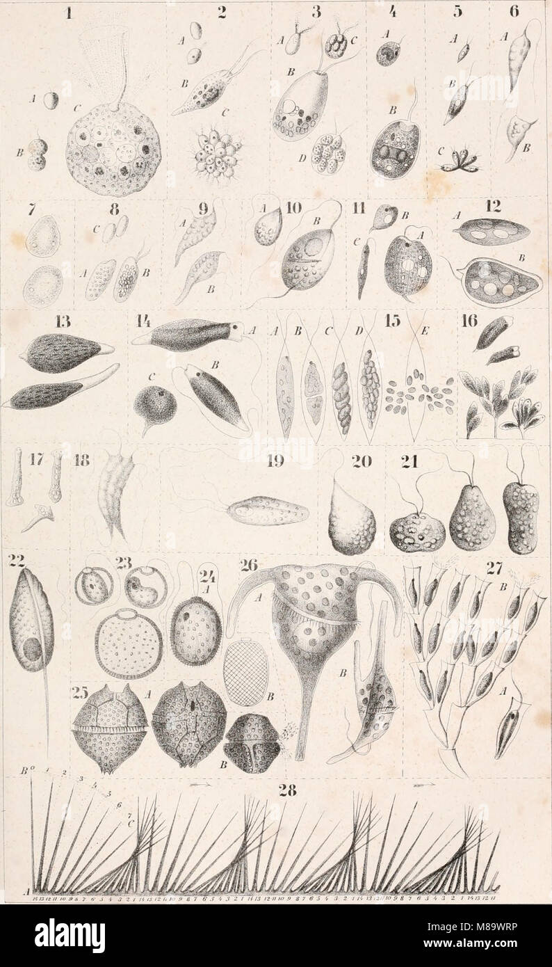 Die Klassen und Ordnungen des Thier-Reichs, wissenschaftlich dargestellt in Wort und Bild (1859-1901) (20740835400) Stockfoto