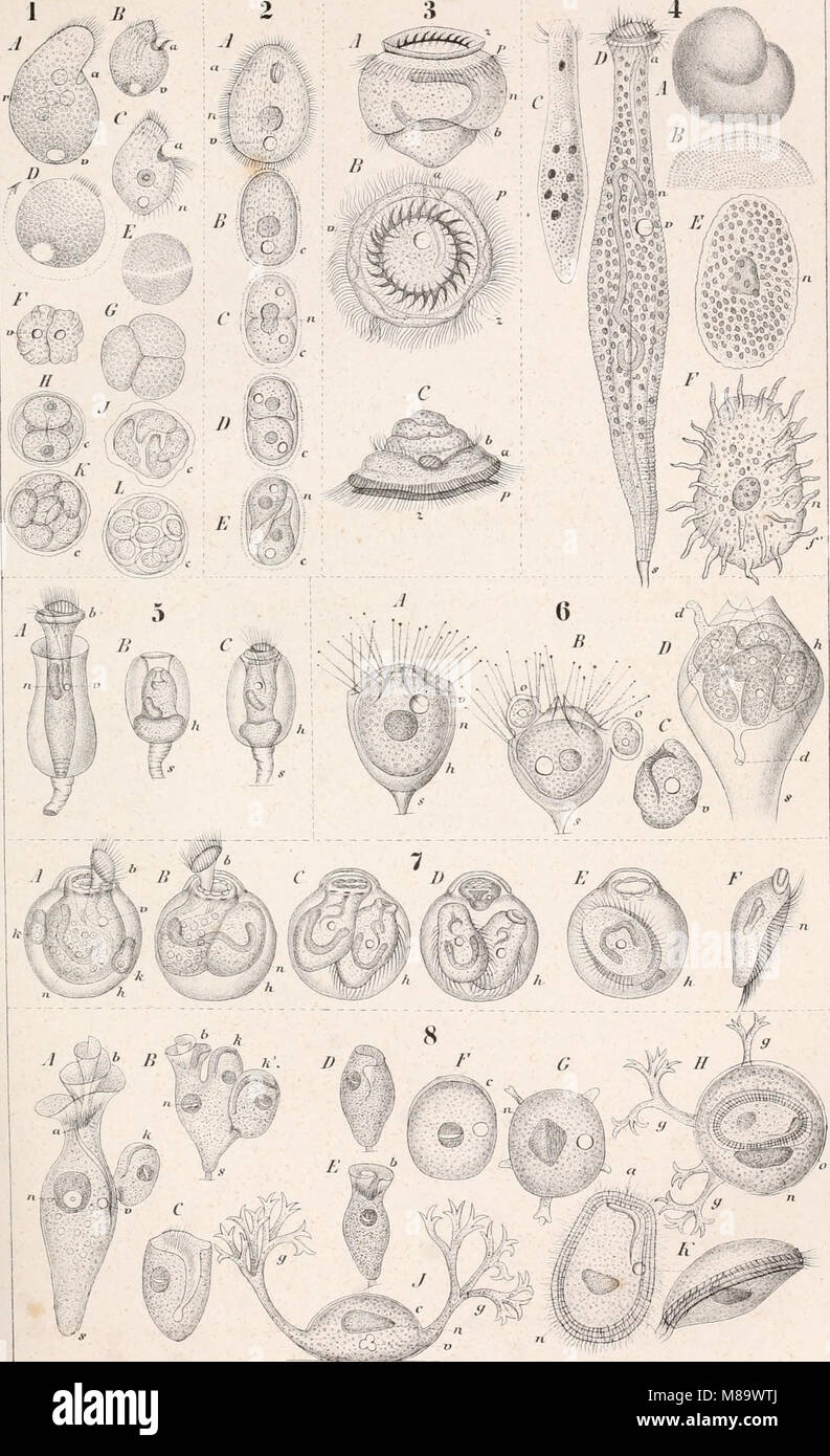 Die Klassen und Ordnungen des Thier-Reichs, wissenschaftlich dargestellt in Wort und Bild (1859-1901) (20740916328) Stockfoto