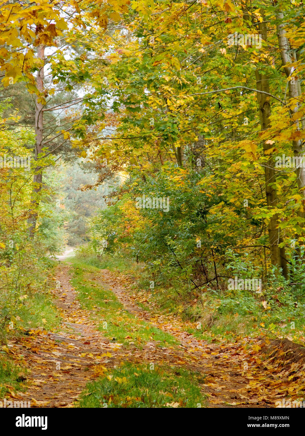 Straße im herbstlichen Wald. Masuren Provinz, Polen, Europa. Stockfoto