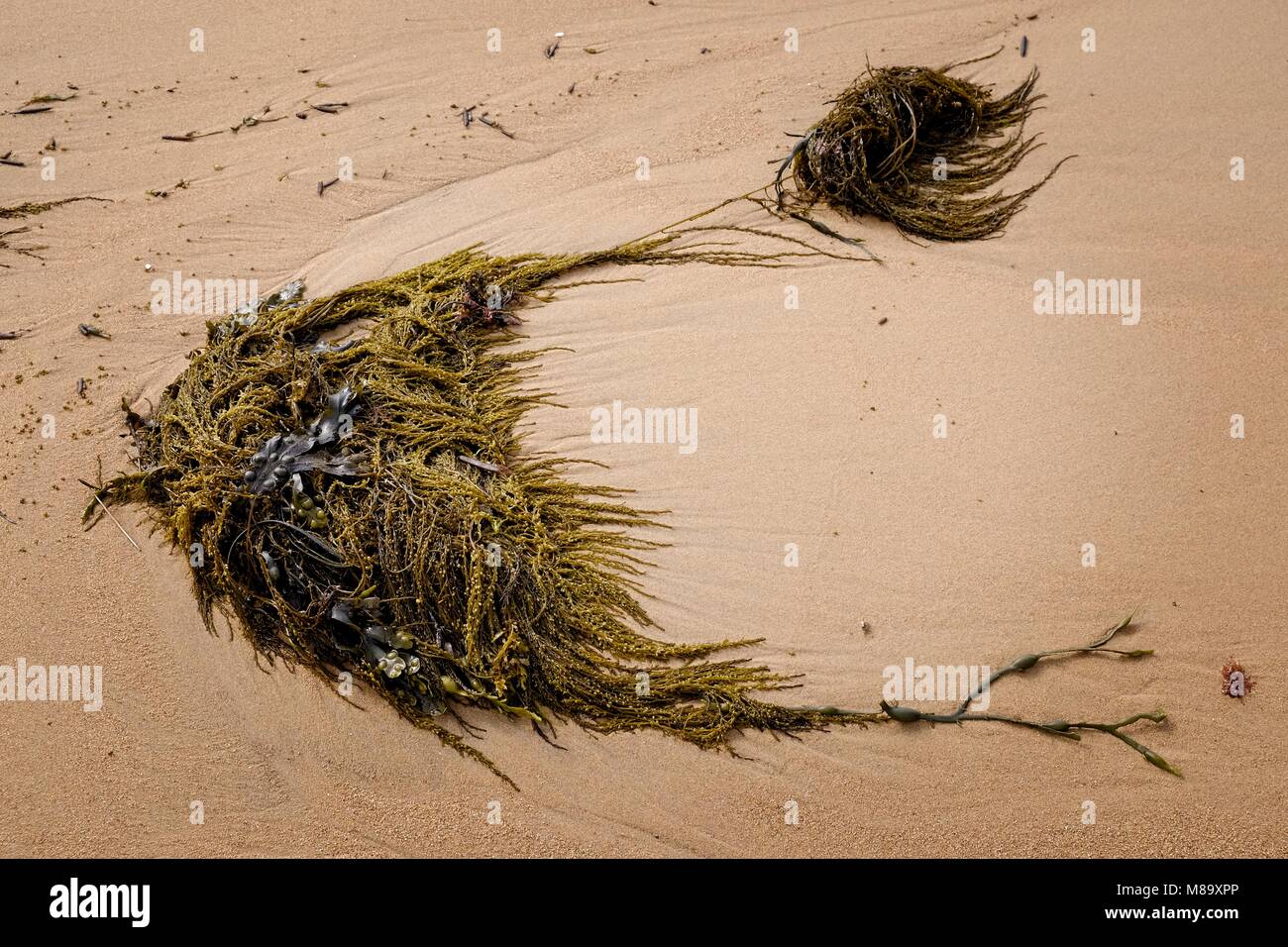 Am Sandstrand im LE GREVE DE LECQ, JERSEY ALGEN Stockfoto