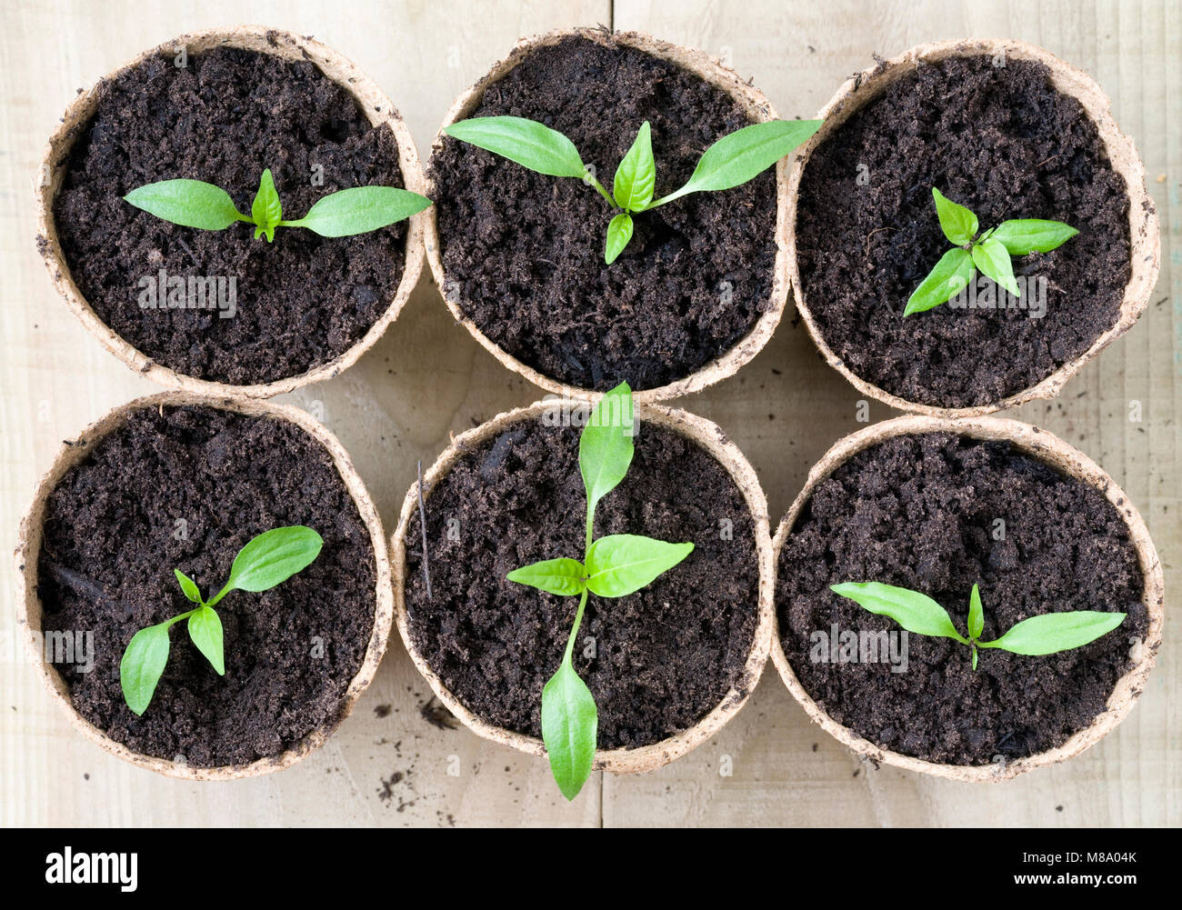 Pepper Chili Schütteln Sämlinge auf einem hölzernen Hintergrund. Stockfoto