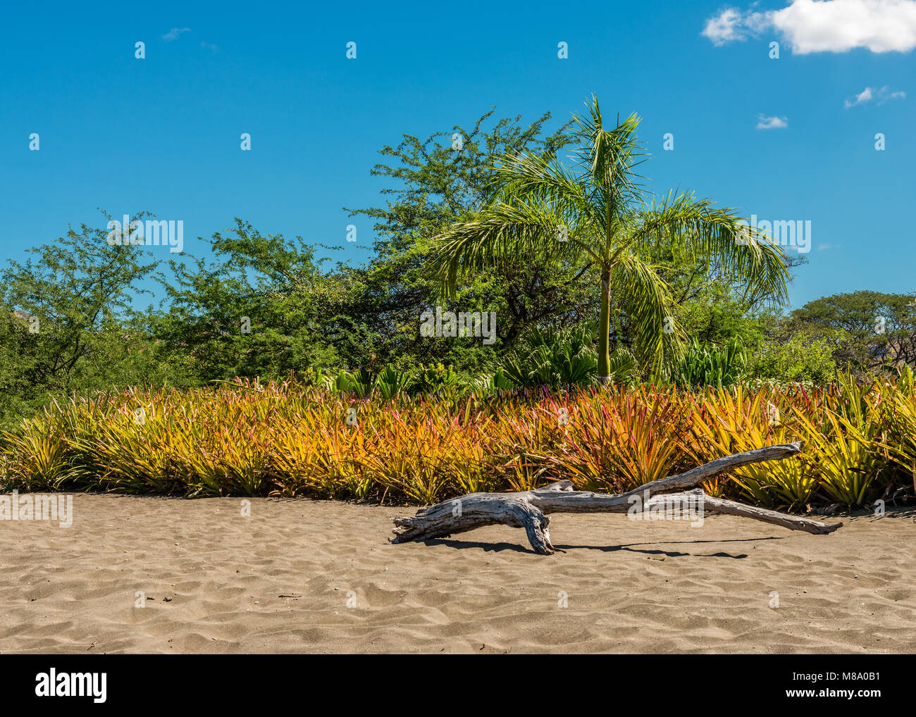 Auf Playa Potrero in Costa Rica, ein Stück Treibholz sitzt am Sandstrand mit einem Hintergrund von einer Palme, andere bunte Vegetation, Bäume und ein Stockfoto