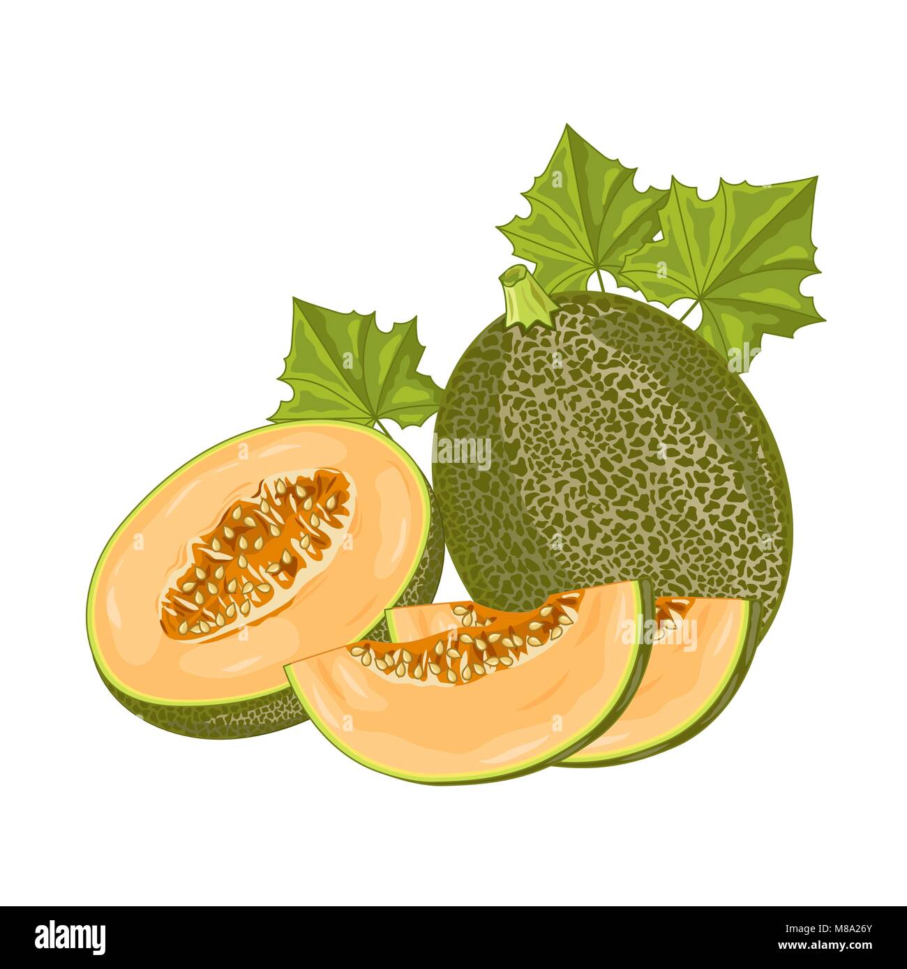 Melone Obst auf weißem Hintergrund. Stock Vektor