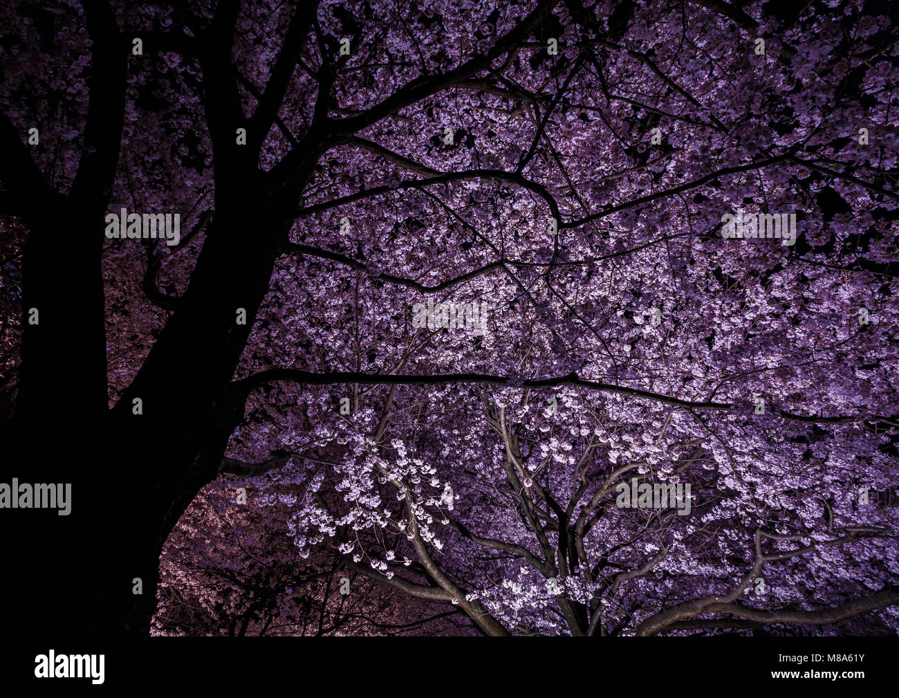 Beleuchtung bis Kirschblüten in der Nacht in Kanazawa Castle Park, Präfektur Ishikawa, Japan Stockfoto