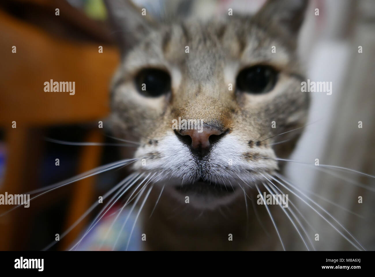 Selektiver Fokus auf Cat Nase, Katze Pet-Konzept Stockfoto