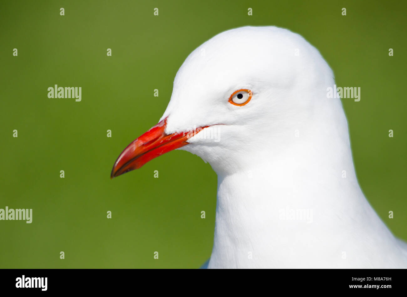 Portrait von Leiter der silberne Möwe (Chroicocephalus novaehollandiae) mit grünem Hintergrund Stockfoto