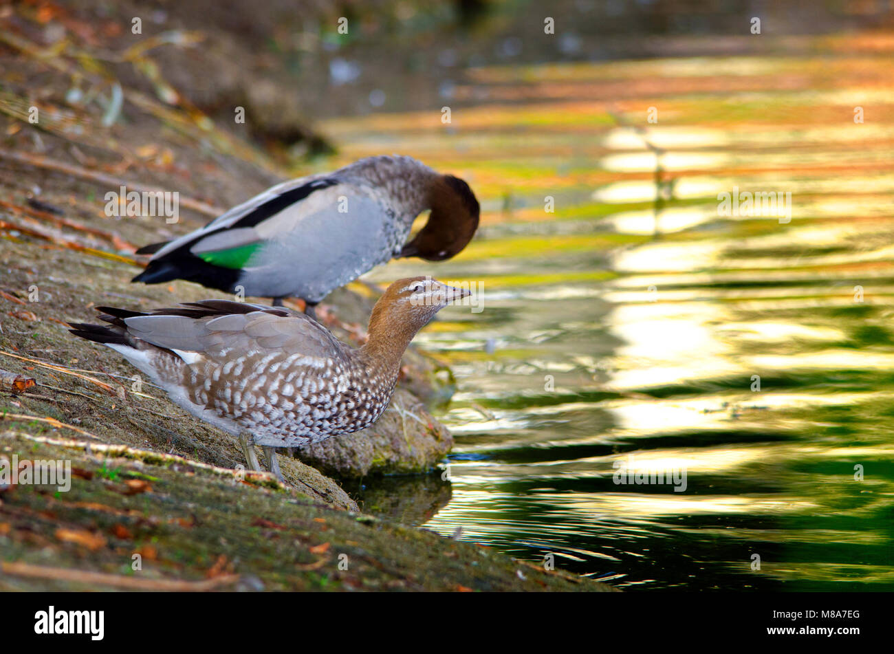 Australische Wood Duck, Maned Ente oder Mähne Gans (Chenonetta Jubata) Stockfoto