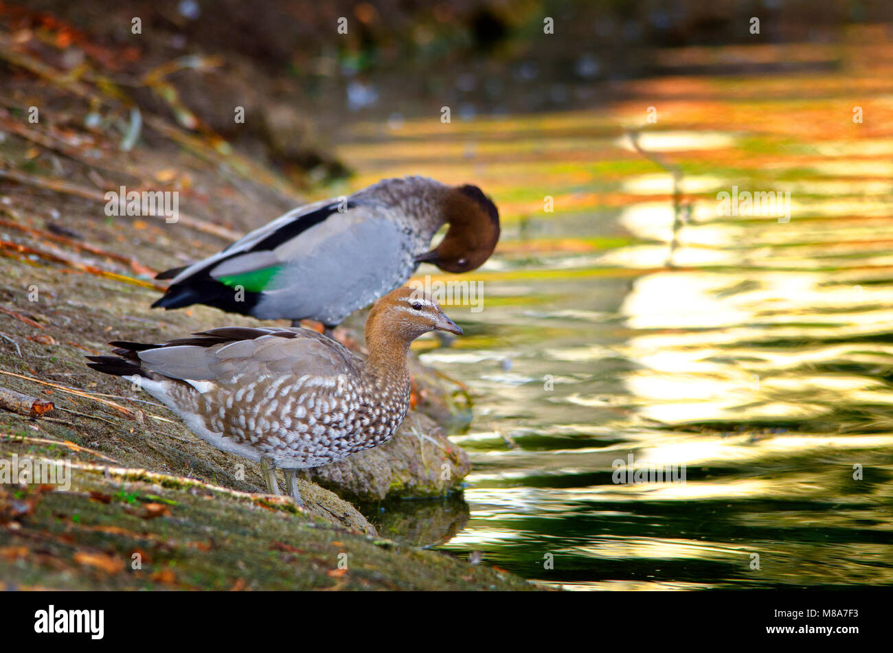 Australische Wood Duck, Maned Ente oder Mähne Gans (Chenonetta Jubata) Stockfoto