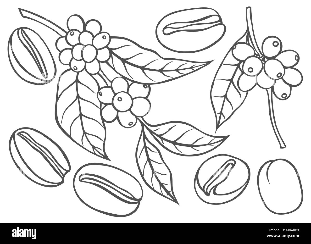 Beeren, Blätter, Triebe und Körner von Kaffee für Schwarzweiß-Zeichnungen und Line Art. Stock Vektor