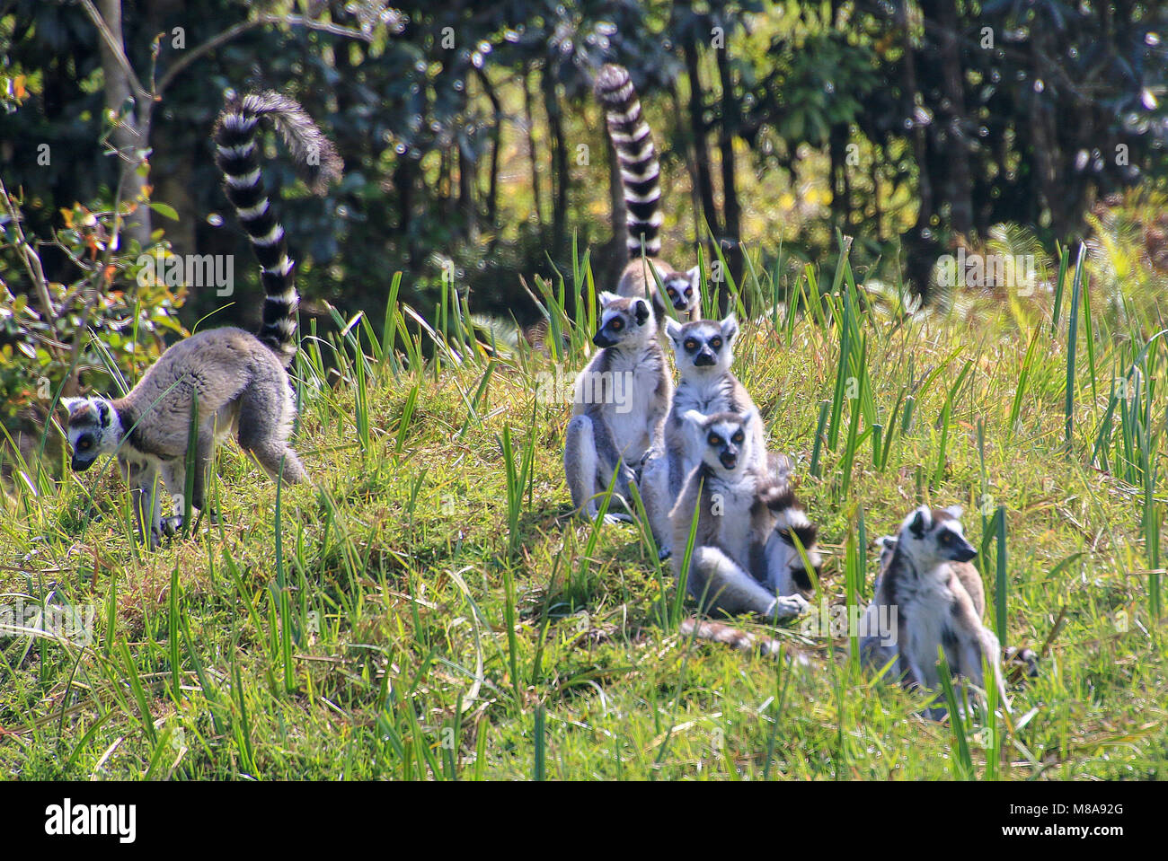 Ring tailed Lemur (Lemur catta) Vakona Forest fotografiert, Madagaskar Stockfoto