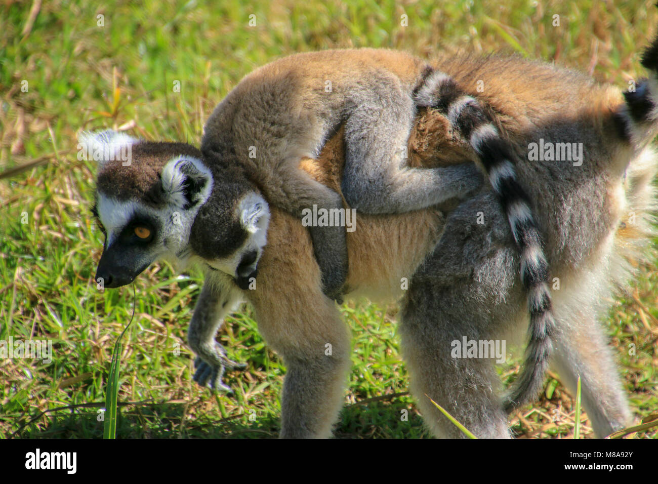 Ring tailed Lemur (Lemur catta) Vakona Forest fotografiert, Madagaskar Stockfoto