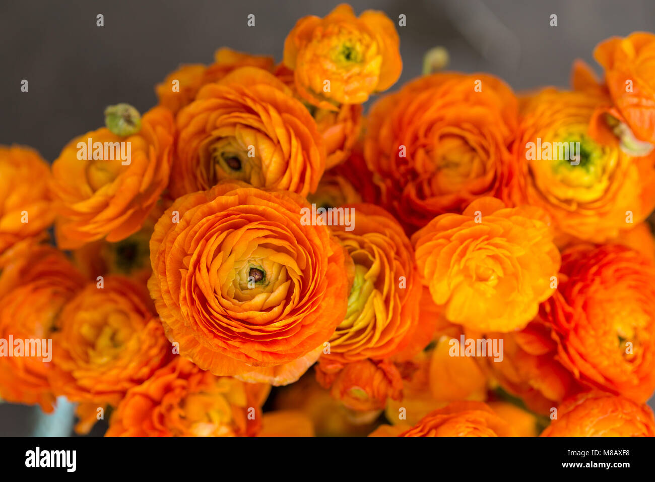 Closeup geschossen von einem Blumenstrauß orange Ranunculus. Horizontale Komposition. Mit einer geringen Tiefenschärfe erschossen. Stockfoto