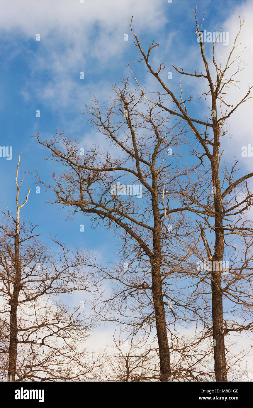 Die Wipfel der Bäume, zerstörte Käfer, auf dem Hintergrund der Himmel Stockfoto