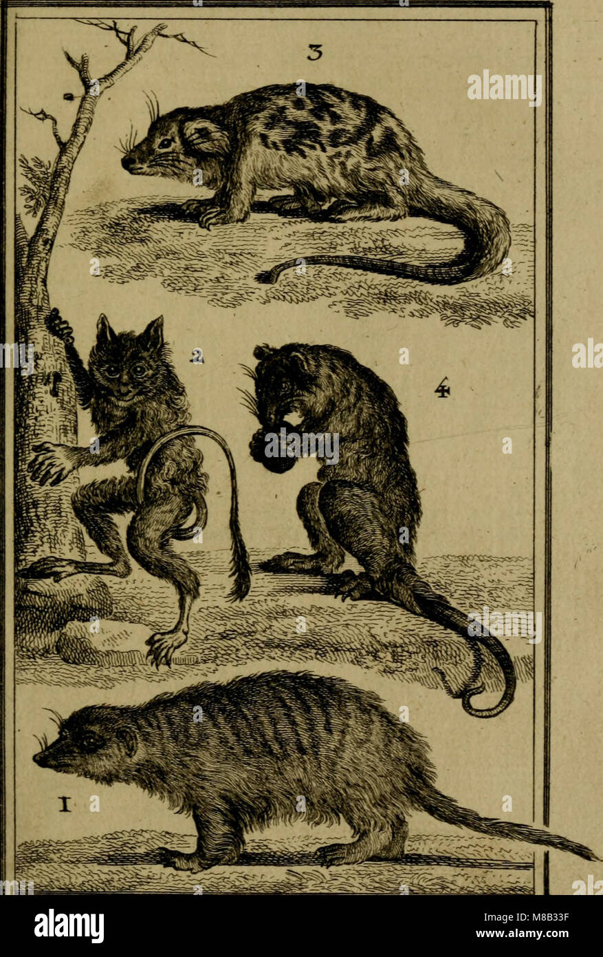 , Histoire Naturelle générale et particulière, avec la Beschreibung du Cabinet du Roi (1750) (14578689718) Stockfoto