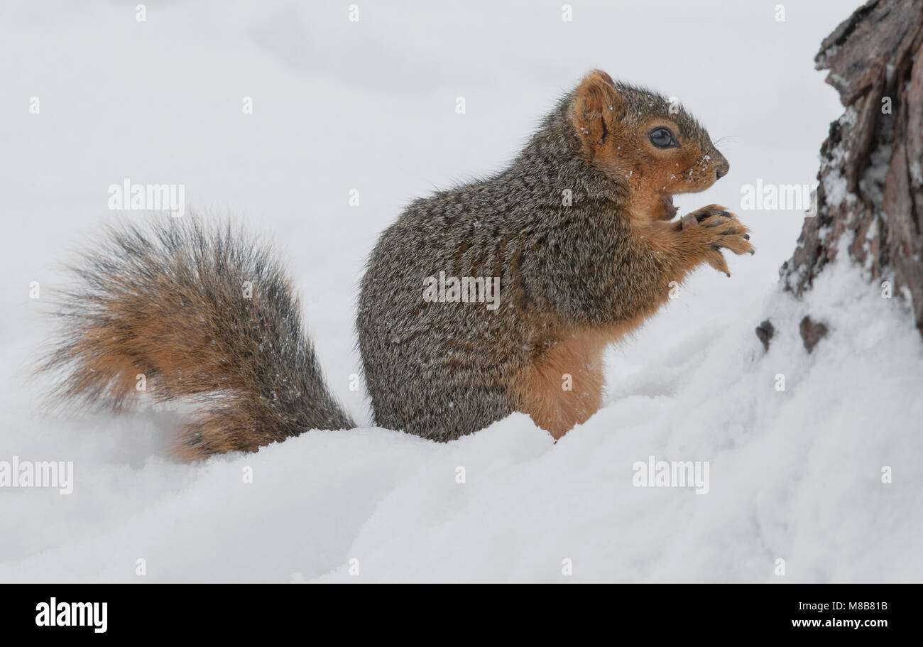 Fuchs Eichhörnchen (sciurus Niger), Winter, E USA von Skip Moody/Dembinsky Foto Assoc Stockfoto
