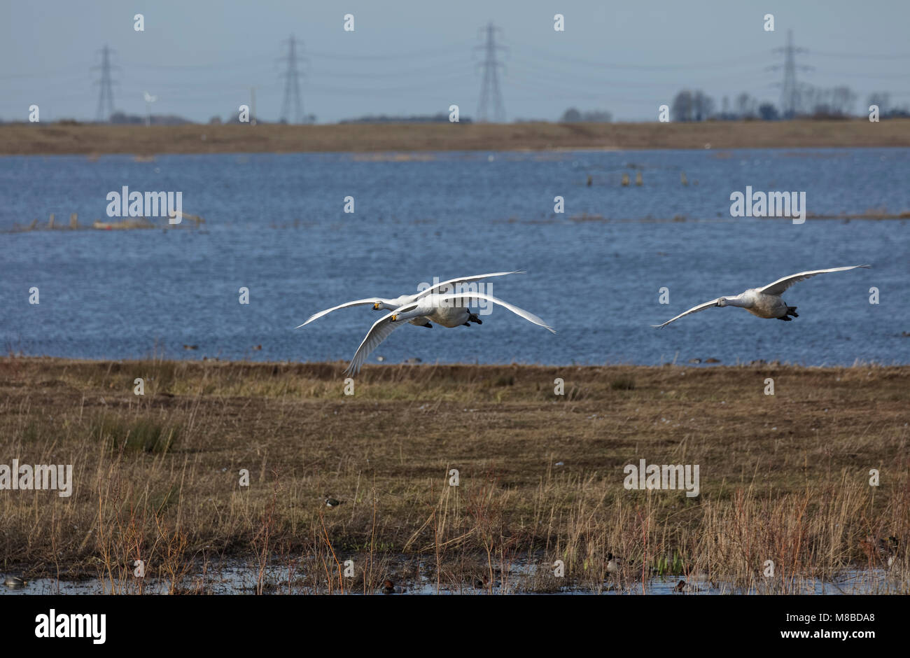 Drei Singschwänen im Flug über Wasser Stockfoto