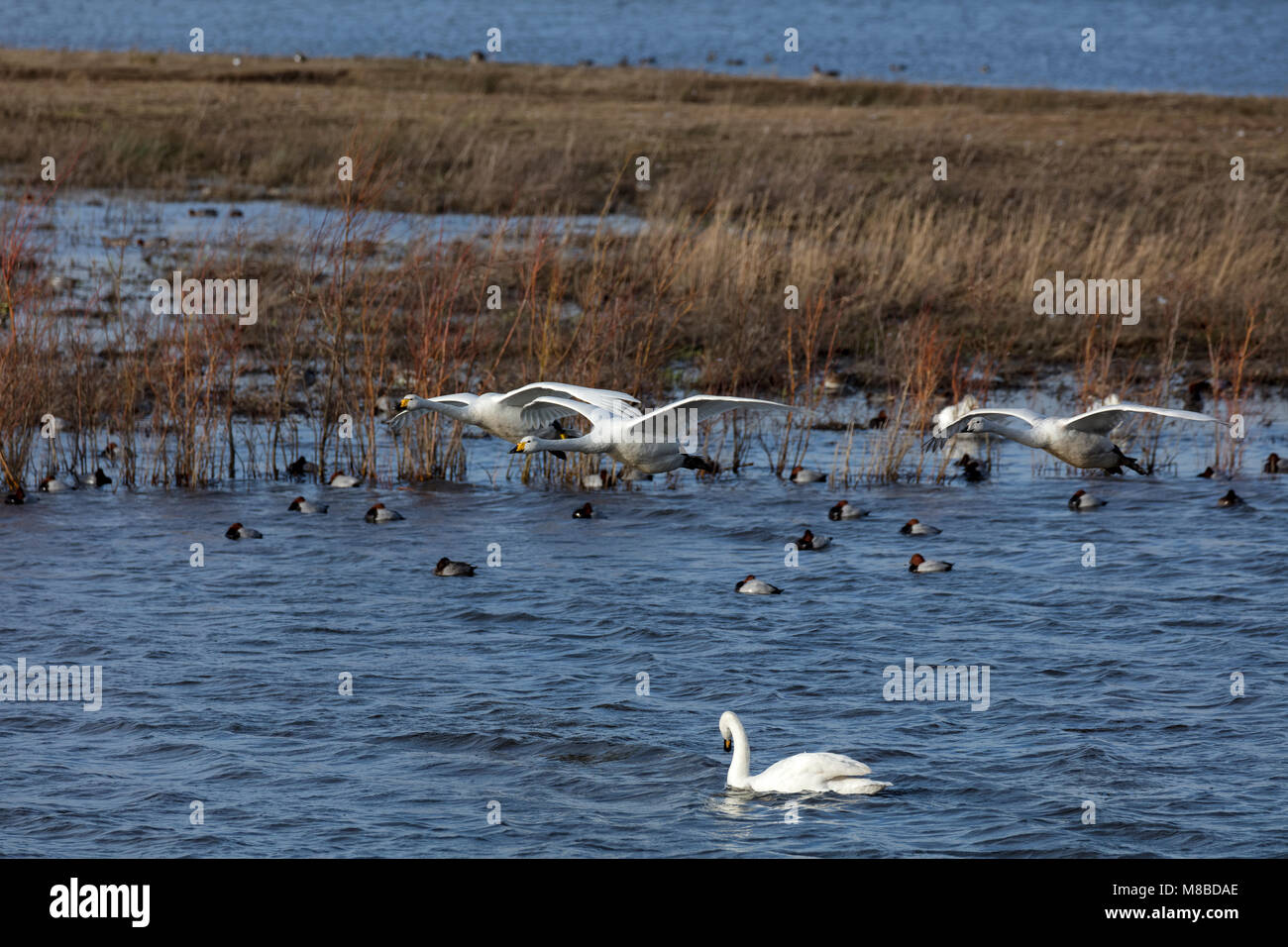 Drei Singschwänen im Flug bei WWT Welney in Norfolk Stockfoto