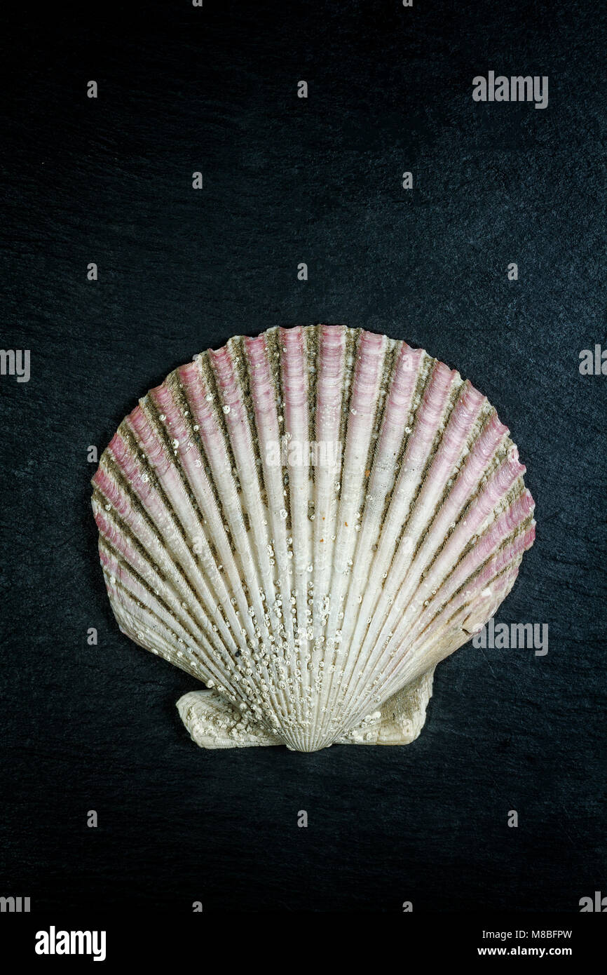 Jakobsmuschel (Pecten maximus) auf dunklem Hintergrund. Florianopolis, Santa Catarina, Brasilien. Stockfoto