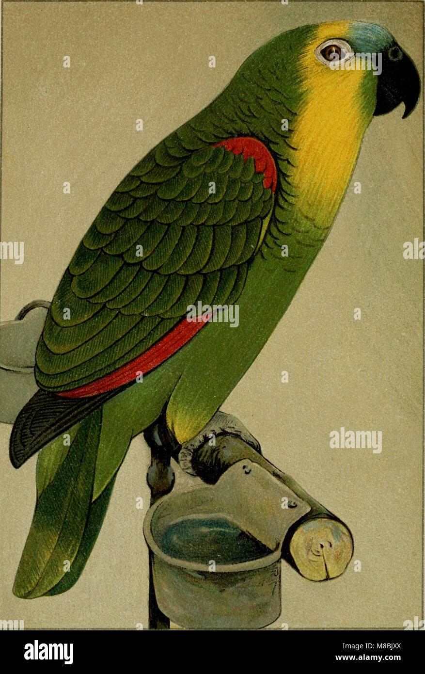 "Der Graupapagei. Seine Naturgeschichte' (1896) bietet eine detaillierte Untersuchung des Graupapageis, einschließlich seines Verhaltens, seines Lebensraums und seiner Rolle in der Umwelt. Es konzentriert sich auf seine Naturgeschichte und ökologische Bedeutung. Stockfoto