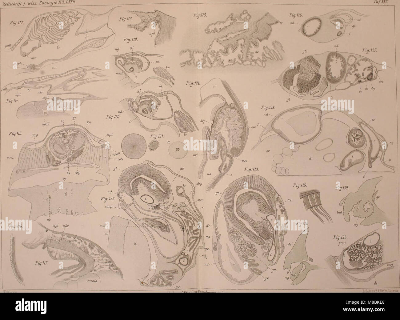 Diese Arbeit von 1902 konzentriert sich auf die systematische Klassifizierung und Phylogenie von Solenogastrans und dem breiteren Mollusca phylum. Es wird die evolutionäre Beziehung und taxonomische Position dieser Arten innerhalb der Weichtiere diskutiert, was zur Zoologie der Wirbellosen beiträgt. Stockfoto