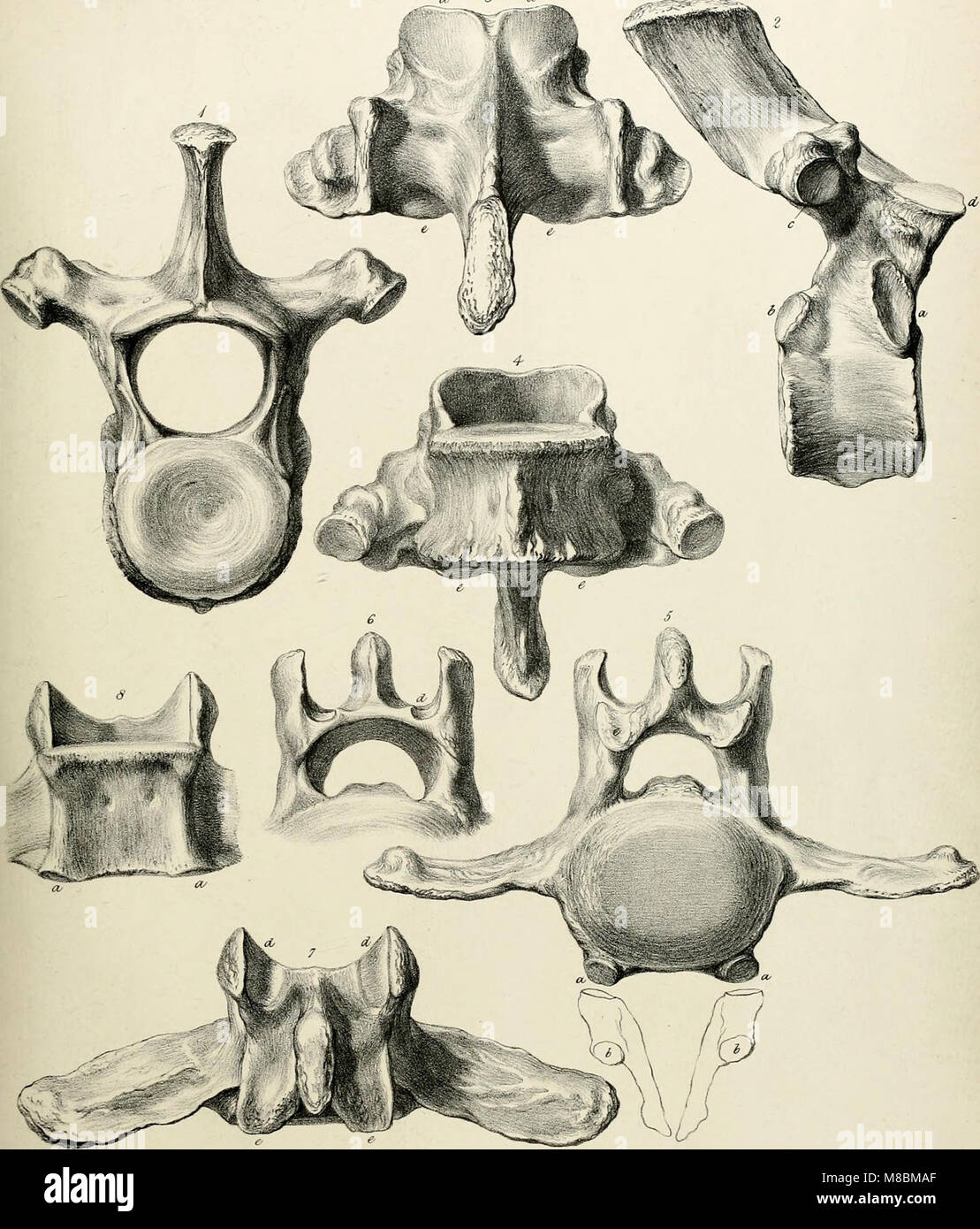 Beschreibung des Skeletts eines ausgestorbenen riesigen Faultier, Mylodon robustus, Owen, mit Beobachtungen auf Megatherioid Vierbeiner im Allgemeinen (1842) (20682156160) Stockfoto