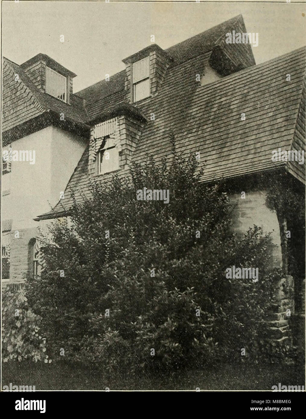 Beschreibender Katalog - dekorative Bäume, Sträucher, Kletterpflanzen, Evergreens, Stauden und Früchte (1902) (20572112991) Stockfoto